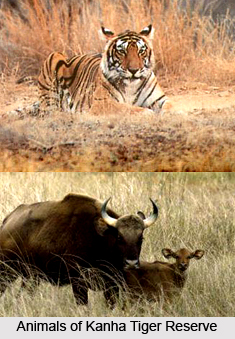 Kanha Tiger Reserve