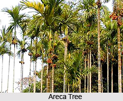 Areca Tree