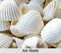 Ark Shells