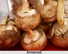 Arrowroot