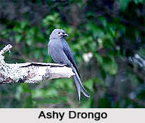 Ashy Drongo, Indian Bird