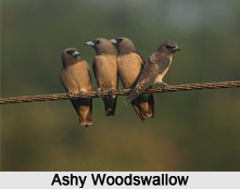 Ashy Woodswallow, Indian Bird