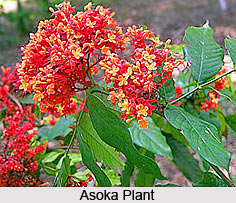 Asoka, Indian Herb