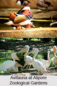 Alipore Zoological Gardens, Kolkata