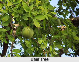 Sacred Trees in India
