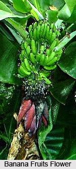 Banana Tree, Indian Tree