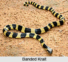 Indian Kraits