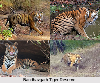 Wildlife in Central India