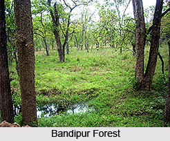 South Western Ghats Moist Deciduous Forests in India
