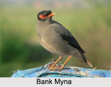 Indian Mynas