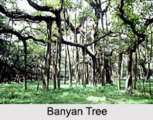 Indian Timber Trees