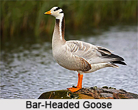 Bar-Headed Goose, Indian Bird