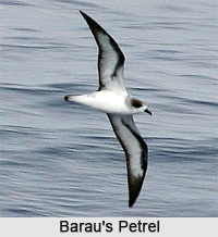 Barau`s petrel, Indian Bird