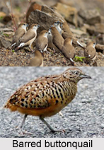 Barred Buttonquail, Indian Bird