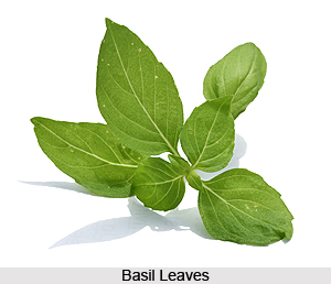 Basil Leaves