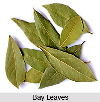 Bay Oil