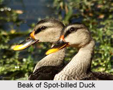 Spot-Billed Duck, Indian Bird