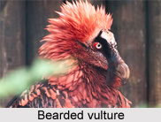 Bearded Vulture, Indian Bird