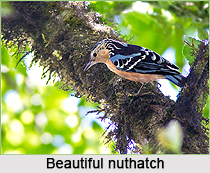 Beautiful Nuthatch, Indian Bird