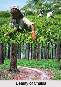 Chalsa, Jalpaiguri District