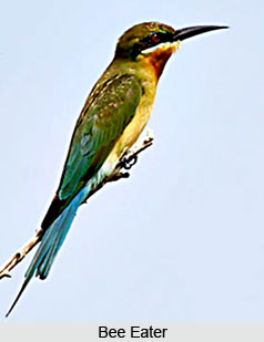 Bee Eaters, Indian Bird
