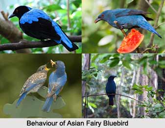 Asian Fairy-Bluebird, Indian Bird