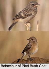 Pied Bush Chat, Indian Bird