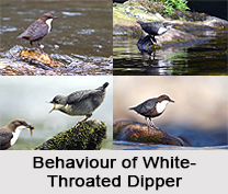 White-Throated Dipper, Indian bird