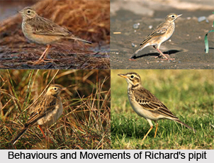 Richard`s Pipit, Indian Bird