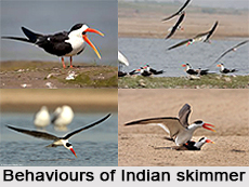 Indian Skimmer, Indian Bird