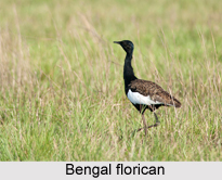 Bengal florican, Indian Bird