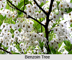 Benzoin Oil