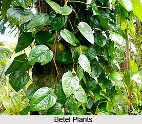 Betel Leaves, Indian Plant