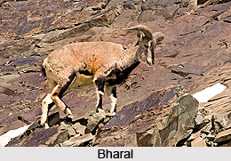 Bharal, Indian Animal