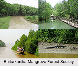 Bhitarkanika Mangrove Forest, Odisha