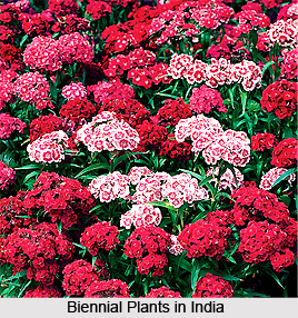 Biennial Plants in India