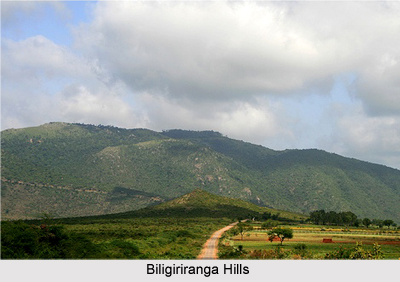 Biligiri Hills, Mysore, Karnataka