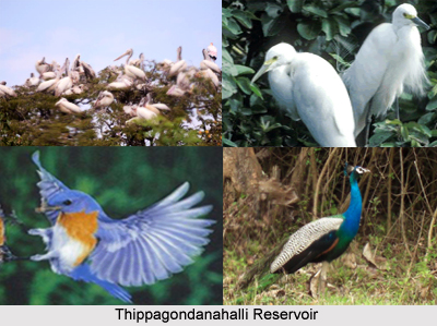 Bird Watching in Karnataka