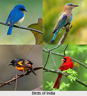 Wildlife Protection Act of 1972