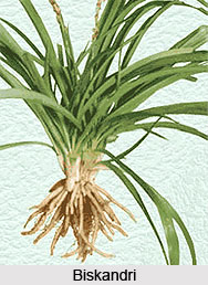 Biskandri, Indian Medicinal Plant
