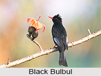 Black Bulbul, Indian Bird
