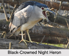 Indian Herons, Indian Birds