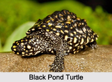 Indian Turtles
