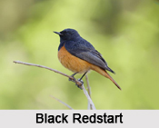 Indian Redstarts, Indian Birds