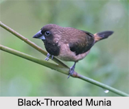 Indian Munia, Indian Bird
