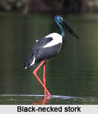Black-Necked Stork, Indian Bird