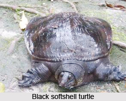 Black Softshell Turtle, Indian Reptileq
