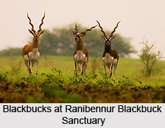 Ranibennur Blackbuck Sanctuary, Haveri District, Karnataka