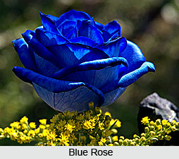 Types of Roses