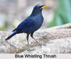 Blue Whistling Thrush, Indian Bird